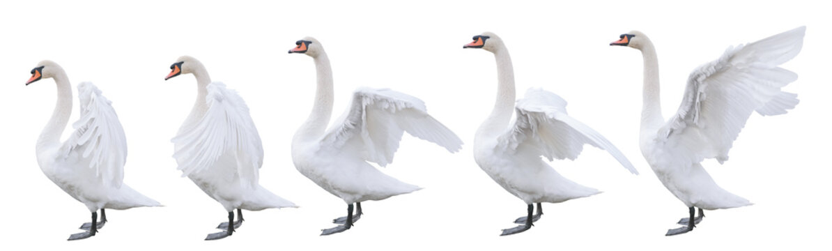 five beautiful white swans with different positions