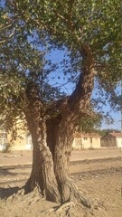Old photos of a train station in Algeria
