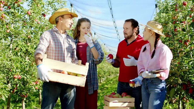 Group of farmers in the middle of apple orchard analyzing the result of work after they collecting all apples on the basket