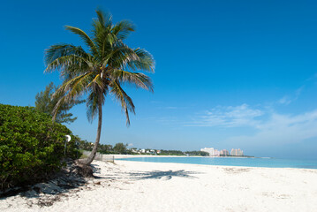 Fototapeta na wymiar Paradise Island Beach With A Palm Tree