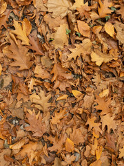 autumn leaves background