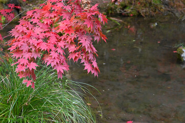 秋の日光の紅葉と日本庭園の風景