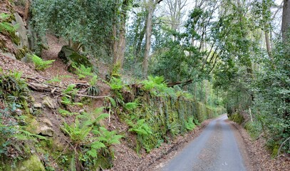 Little road in the forest in Brittany. France