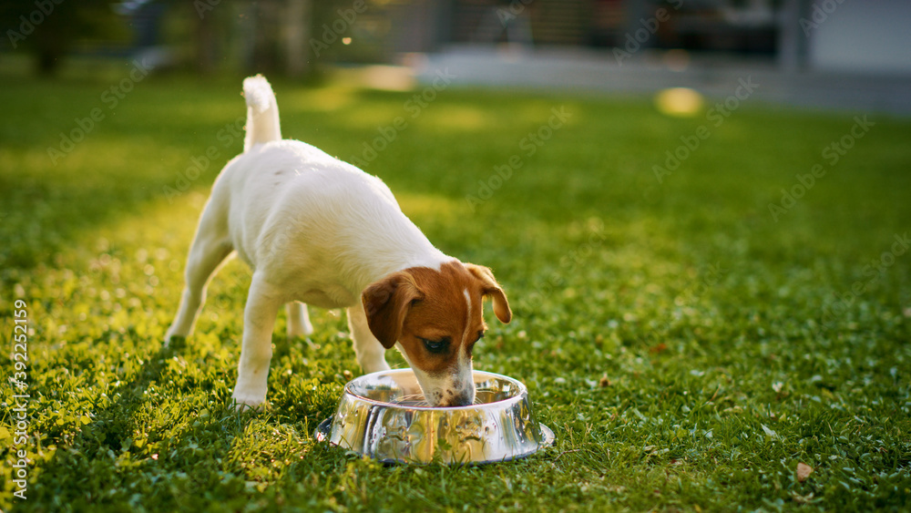 Wall mural super cute pedigree smooth fox terrier dog drinks water out of his outdoors bowl. happy little doggy