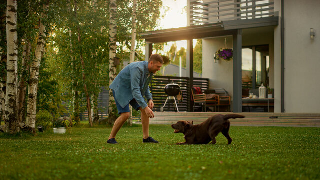Handsome Man Plays Catch with Happy Brown Labrador Retriever Dog on the Backyard Lawn. Man Has Fun with Loyal Nobel Pedigree Dog Outdoors in Summer House Backyard. Golden Hour Shot