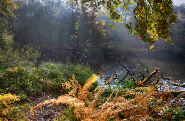 Fern leaf in a forest with mint and mood