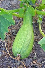 zucchini grows in the garden