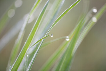 grass with dew drops