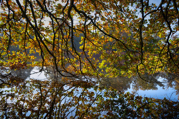 Tree branches hanging towards the river with leave in foreground in winter