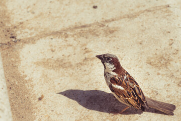 Sparrow near loking 