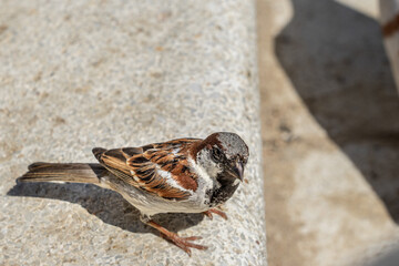 Sparrow near loking 