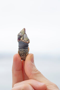 barnacle from the R&iacute;a Gallega