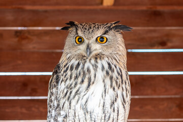 Owl bird portrait. Eurasian Eagle Owl.