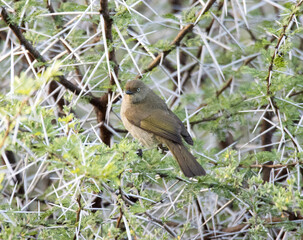Addo Elephant National Park: Sombre Greenbul
