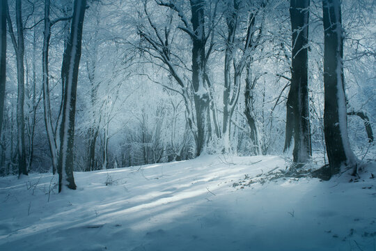 cold winter woods landscape with frozen trees Stock Photo | Adobe Stock