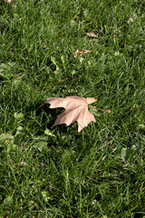 autumn leaves on the ground