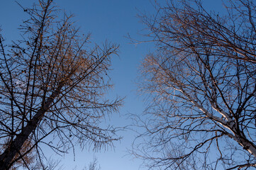 Birch and fir naked branches on the background of deep blue sky. Early spring in the sundown lights 