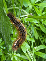 caterpillar on leaf