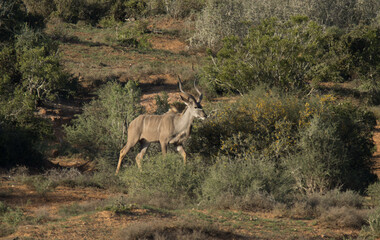 Naklejka na ściany i meble Addo Elephant National Park: Kudu bull