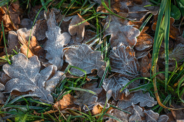 leaves in hoarfrost
