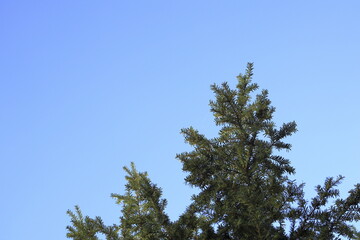 pine tree leaves and blue sky ( 4215 )