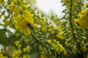 Autumn: The Oregon grape now also serves as a source of food