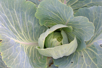 cabbage grows in the garden