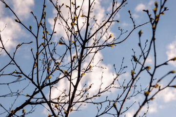 Birch and fir naked branches on the background of deep blue sky. Early spring in the sundown lights 