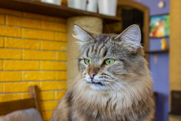 Close-up portrait of a cat with yellow eyes.