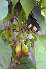 bell pepper grows in the garden