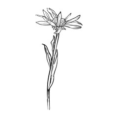 Chamomile flower isolated. Hand drawn vector illustration.