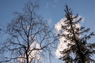 Birch and fir naked branches on the background of deep blue sky. Early spring in the sundown lights 