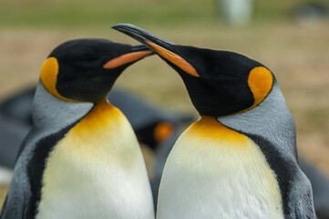 King Penguin Couple, Falkland Islands