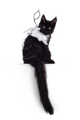 Cute solid black Maine Coon cat kitten, sitting backwards. Wearing white angels wings and fake...