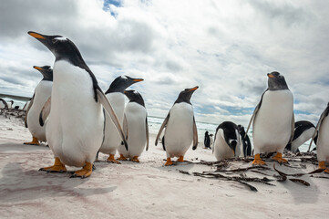 Fototapeta premium Gentoo Penguins on the Beach at Volunteer Point, Falkland Islands
