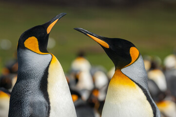 King Penguin Couple, Falkland Islands