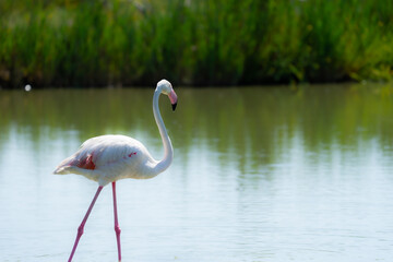 Flamingo walking in the lake at Parc Ornithologique du Pont de Gau (Saintes-Maries-de-la-Mer, France)