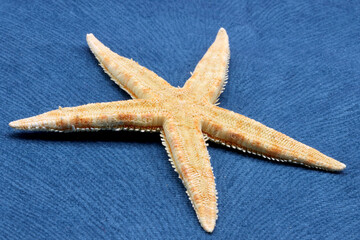 starfish on colored fabric background