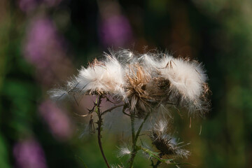 Overblown thistles with white fluffy seeds. Against a dark background