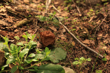 Closeup of a True morel growing in a forest under the sunlight with a blurry background