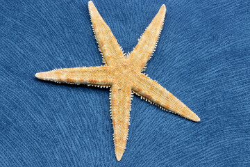 starfish on colored fabric background