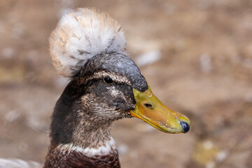 Portrait of a crested duck. A Crested Mallard Duck Closeup View. Lophonetta specularioides.