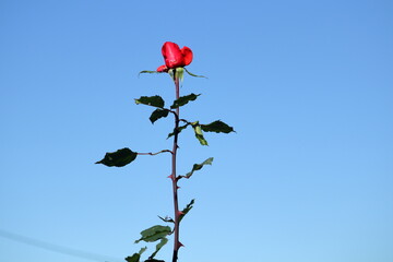 Sky high standing little red rose