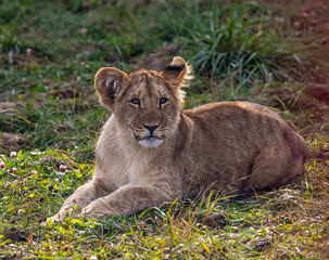 A young lion cub lies alone in tall grass. Wild lion cub rests in grass.