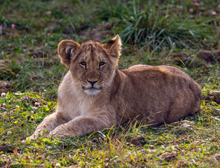 A young lion cub lies alone in tall grass. Wild lion cub rests in grass.