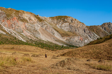 Male Hiker in mountain harvest hay meadow. Young man alone trekking and backpacking near Sary Chelek lake, Sary-Chelek Jalal Abad region, Kyrgyzstan, Trekking in Central Asia.