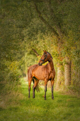 A brown horse on a forest trail in the autumn evening sun. fairy tale