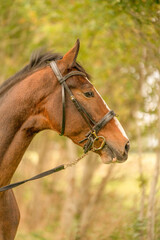 A brown horse head, in side view, in the autumn evening sun