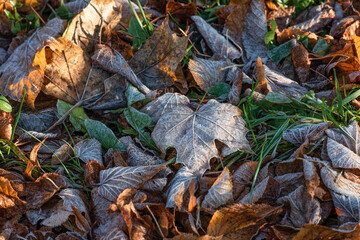 leaves in hoarfrost