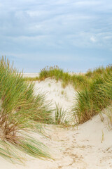 Vertical background with sand dunes, beach and beach grass alog the North Sea coast of he Netherlands
